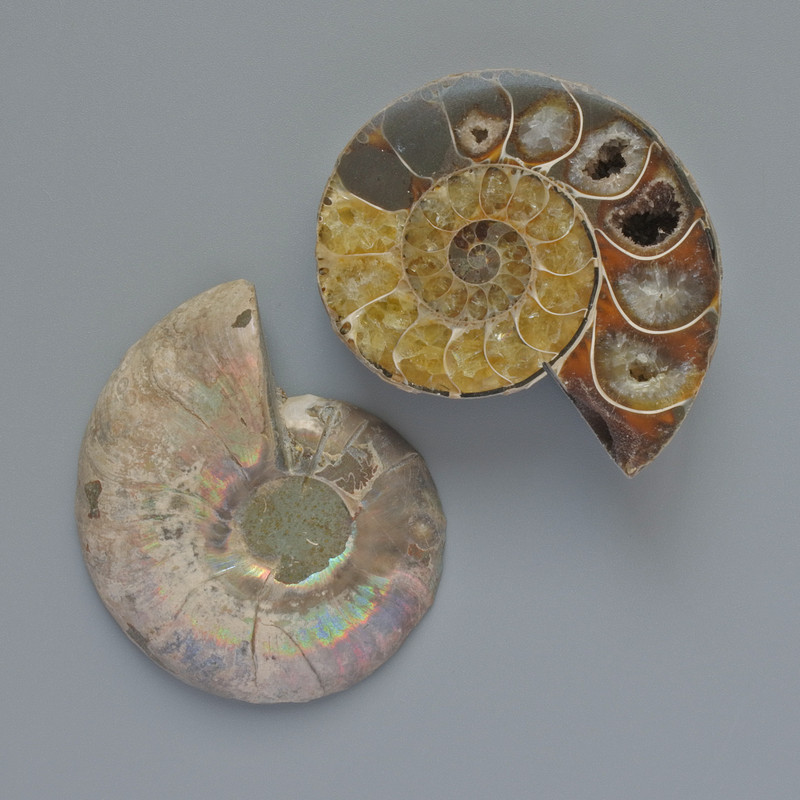 אמוניט אבן מזכרת, קוטר מגוון 37–45 מ״מ +/- (באריזה זוג) (ל-100 גרם)