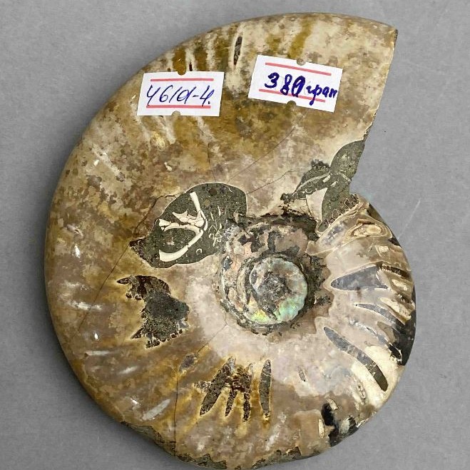 אמוניט מאובן שלם 12×9,5×3 ס":מ +- (מחיר ל-380 גרם)