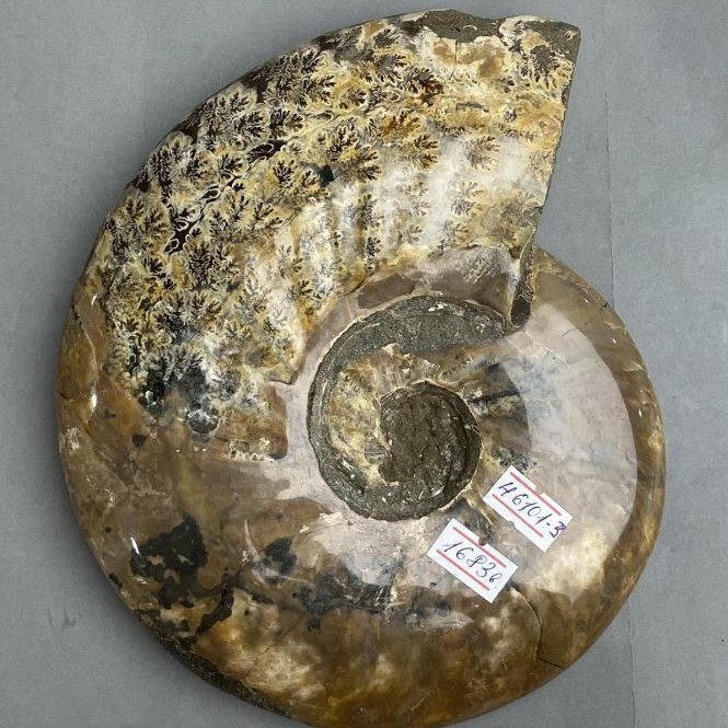 אמוניט מאובן שלם, מידות 21×18×4 ס״מ, 2 ס״מ±