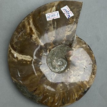 אמוניט מאובן שלם, 17×15×3.5 ס״מ — מזכרת