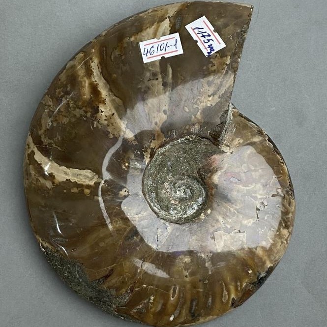 אמוניט מאובן שלם, 17×15×3.5 ס״מ — מזכרת