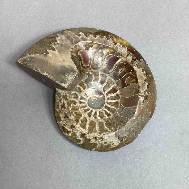 אמוניט עם שקע – אבן מזכרת בקוטר 109 מ״מ ± משקל 308 גרם (מחיר ליחידה)
