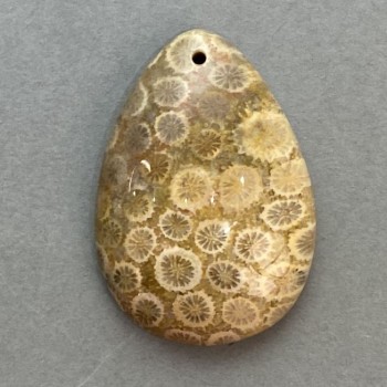 תליון מאלמוג מאובן 35×23 מ״מ+