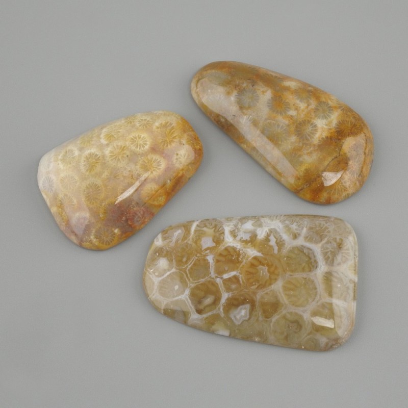 קבושון אלמוג מאובן 40–45×19–24 מ"מ ± (מגוון גדלים)