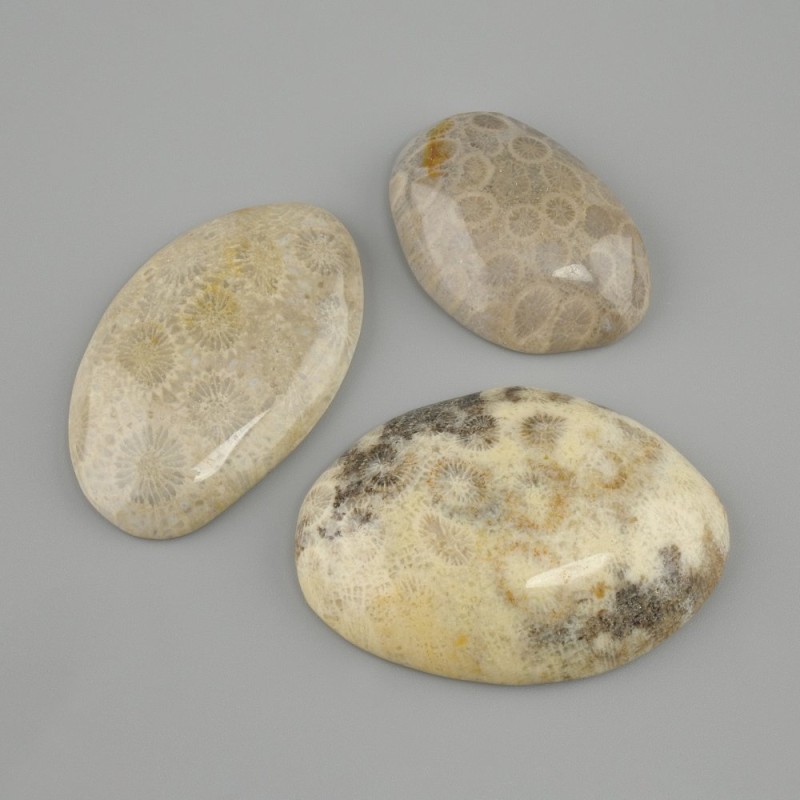 קבושון אלמוג מאובן 29–30×24–49 mm ± (מגוון גדלים)