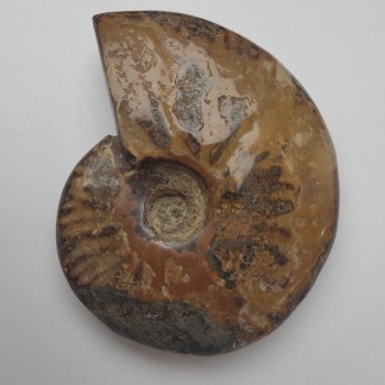 אמוניט מאובן מזכרת 12×9.5×3 ס״מ